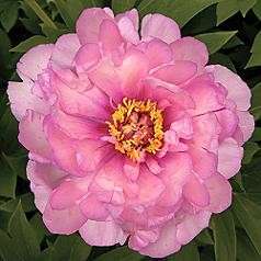 Paeonia (Pivoine) - First Arrival (itoh)